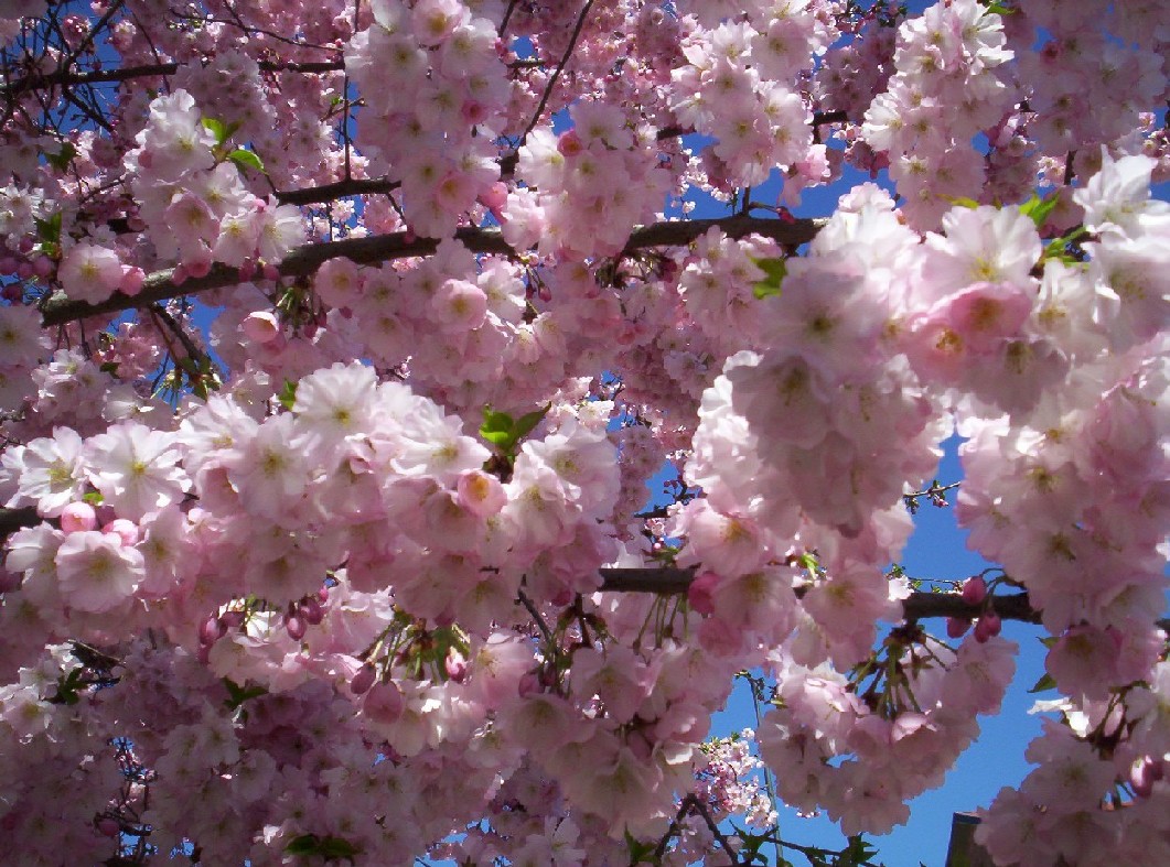 Fiori di primavera